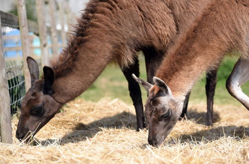 Foto 20 - Glamping With Llamas