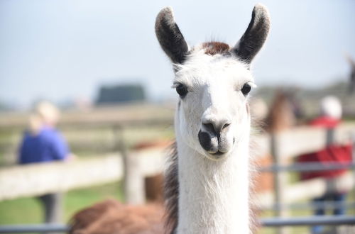 Foto 21 - Glamping With Llamas