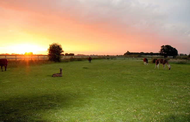 Glamping With Llamas - Foto 1