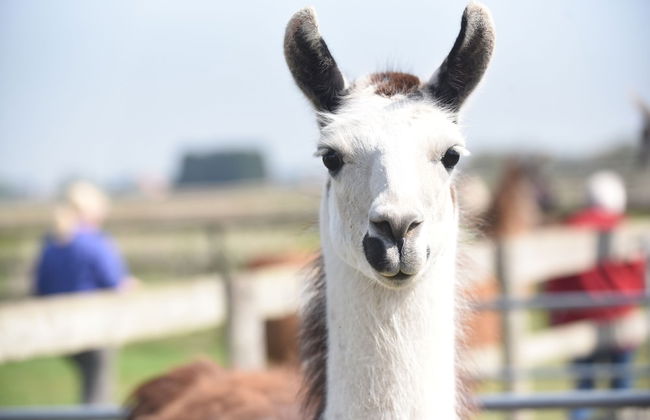 Glamping With Llamas - Foto 33