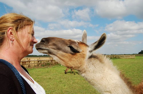 Photo 24 - Glamping With Llamas