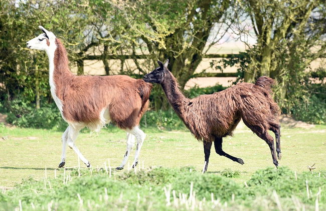 Glamping With Llamas - Foto 35