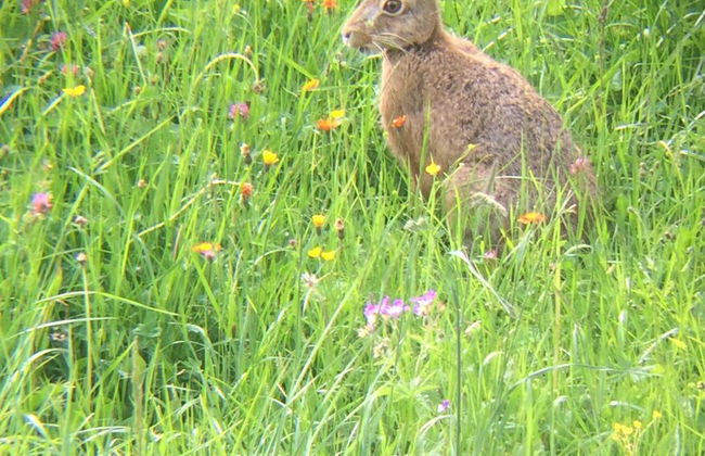 Bergheim Waeldele - Foto 57