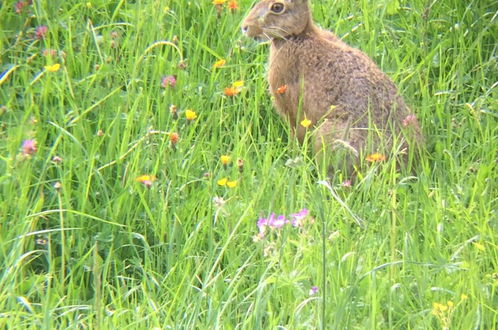 Photo 57 - Bergheim Waeldele