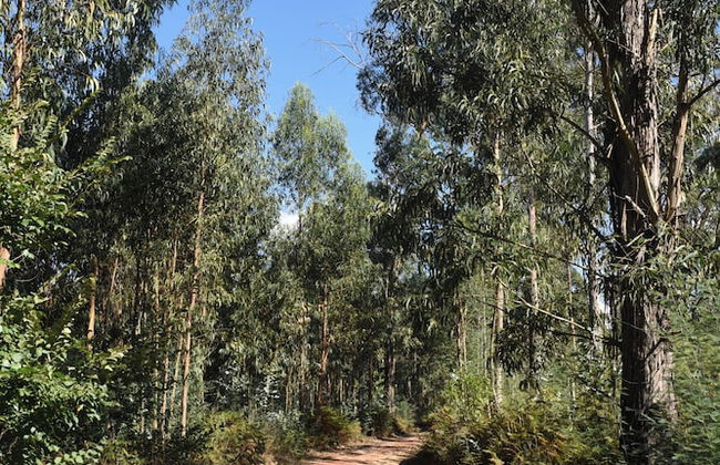 Vumba - Beira Suite - Foto 47