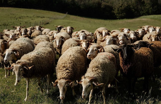 Vumba - Beira Suite - Foto 31