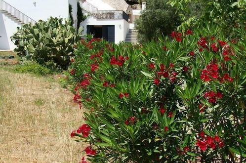 Foto 20 - Trullo di Raffa