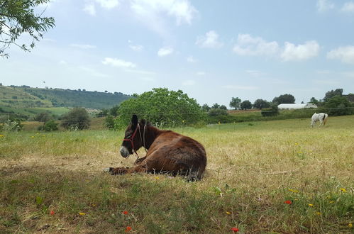 Photo 29 - Casale delle Rose