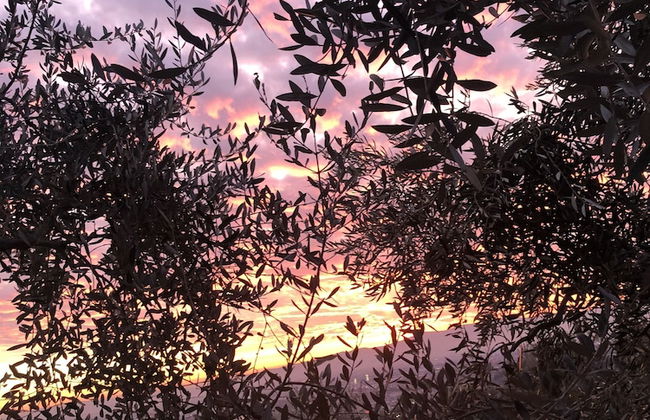 Agriturismo Poggio alla Pieve - Foto 63