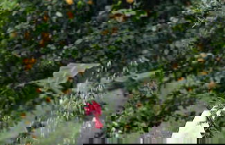 Photo 43 - Agriturismo San Leonardello