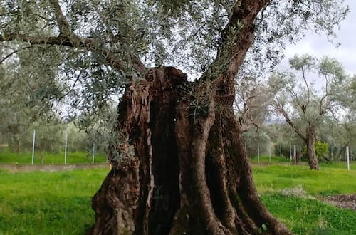 Foto 46 - La Piana degli Ulivi