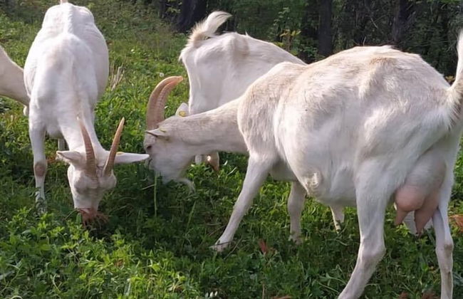 Agriturismo Locanda Cà Del Pian - Foto 13