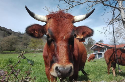 Foto 46 - Agroturismo La Casona de Belmonte