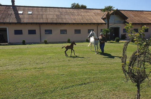 Foto 47 - Shazin Stud