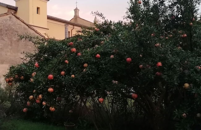 B&B Ciliegio Felice - Foto 37