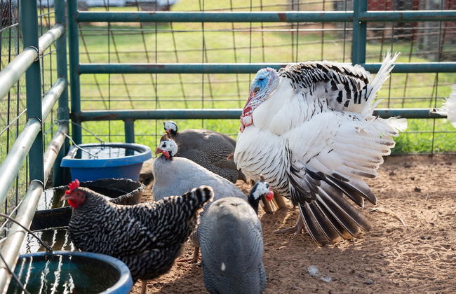 Peaceful Luxurious Ranch Family Reunion - Foto 57