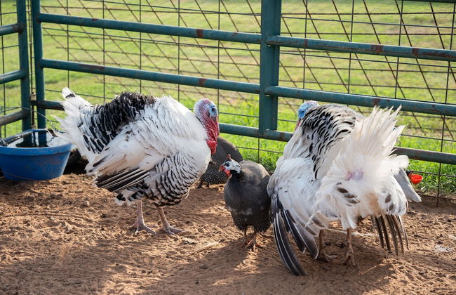 Peaceful Luxurious Ranch Family Reunion - Foto 55