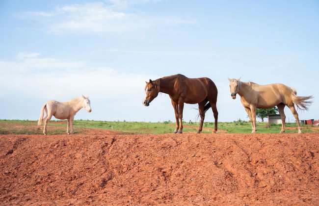 Peaceful Luxurious Ranch Family Reunion - Foto 60
