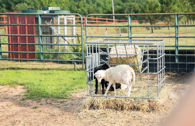 Peaceful Luxurious Ranch Family Reunion - Foto 58