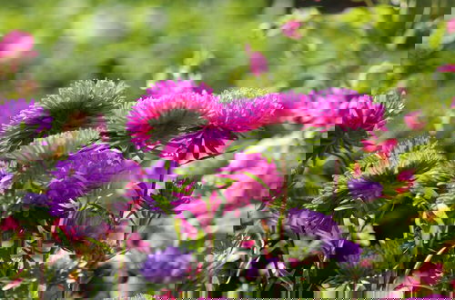 Photo 23 - Gemuetliche Ferienunterkuenfte mit Garten in Zweedorf