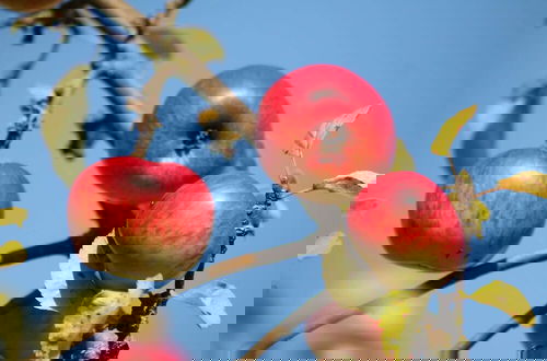 Photo 20 - Gemuetliche Ferienunterkuenfte mit Garten in Zweedorf