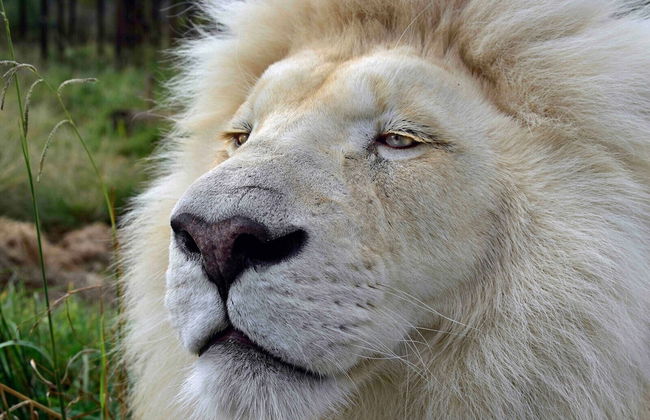 Sleep Whiskers Away From the Lions and " Feel " Them Roar! Cabin 3 - Foto 6