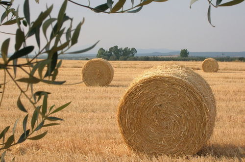 Photo 29 - Tenuta Di Pontesodo