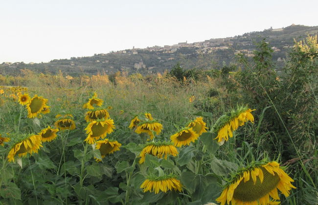 Country House Podere Casorbica - Foto 45