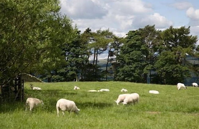 Rye Hill Farm - Foto 24