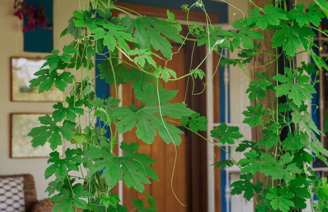 Masal Evimiz Antalya - Foto 60