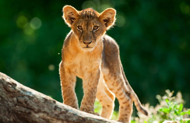 Shalimpo Safari Home - Mashatu Game Reserve - Photo 16