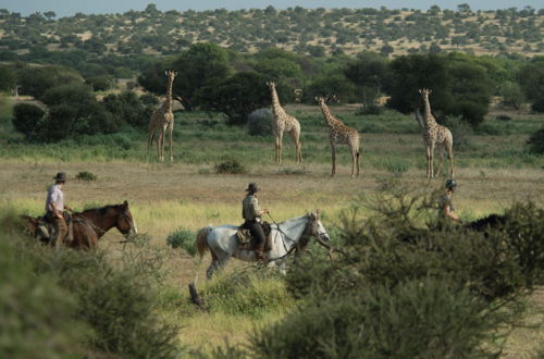 Photo 11 - Shalimpo Safari - Mashatu Game Reserve