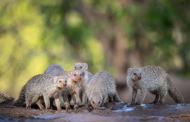 Shalimpo Safari Home - Mashatu Game Reserve - Photo 13