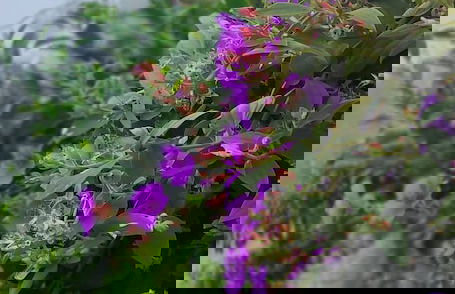 Zero Points TheLaure cottage Shreeantu - Foto 22