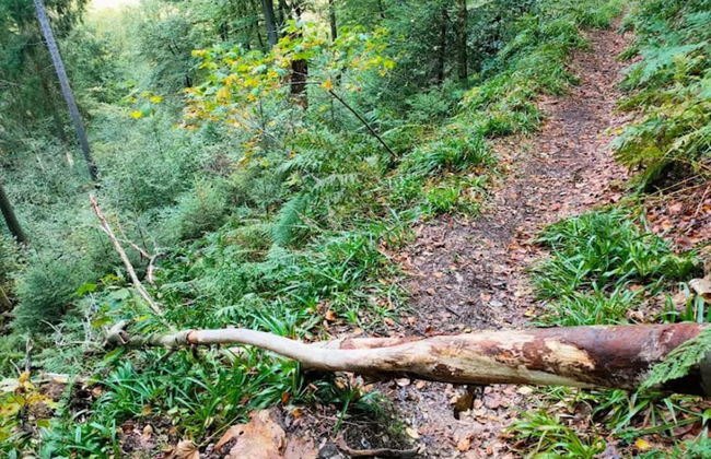 Ebenerdige Wohnung mit Terrasse in Winterberg - Foto 37
