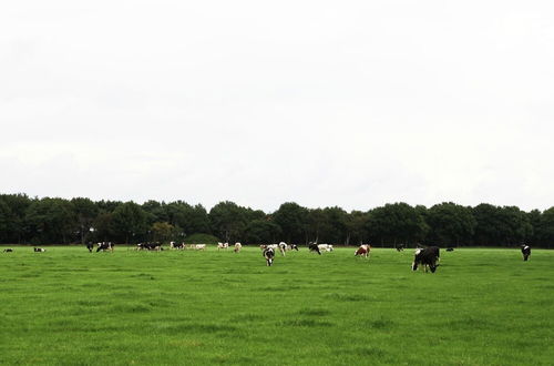 Photo 37 - Cozy Holiday Home near Forest in Zuidwolde