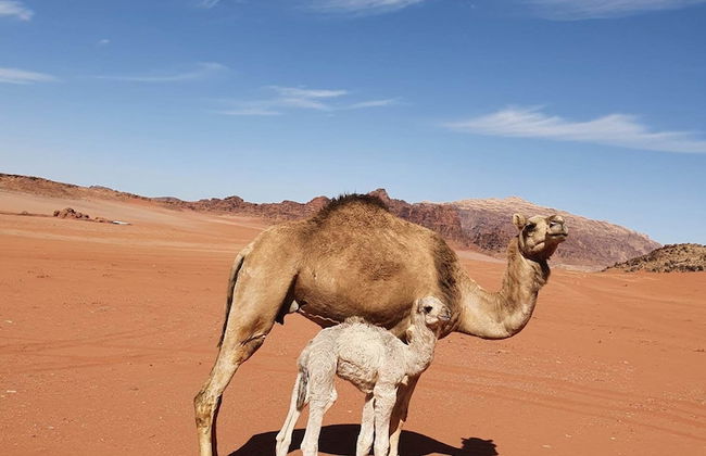 Wadi Rum Wanderlust Camp - Foto 10