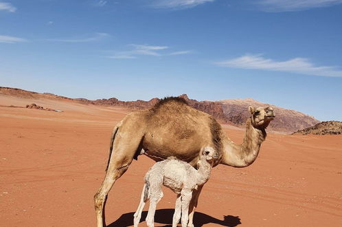 Foto 10 - Wadi Rum Wanderlust Camp