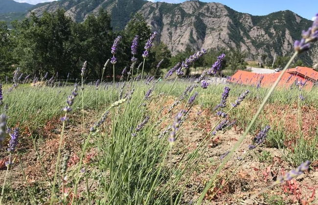 Azienda Agricola Saint Hubert - Foto 35