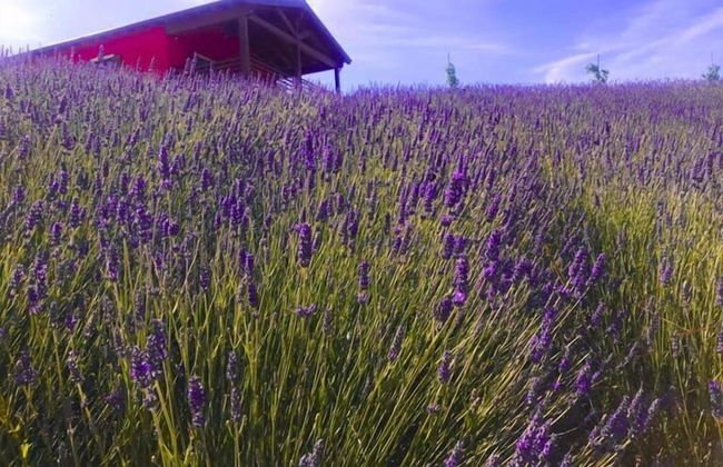 Azienda Agricola Saint Hubert - Foto 37