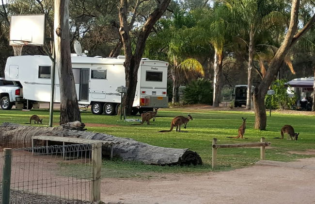Echo Holiday Parks - Renmark - Foto 70