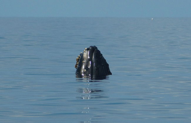 Whale Tails Hotel - Photo 52