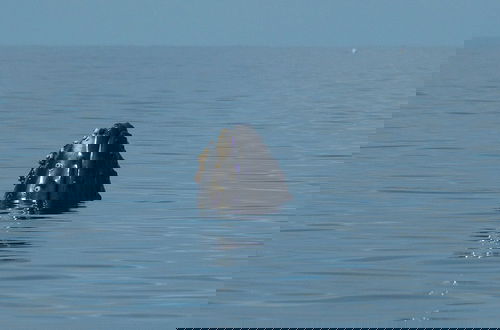Photo 51 - Whale Tails Hotel