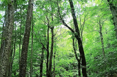 Photo 24 - Finger Lakes Treehouse & Spa