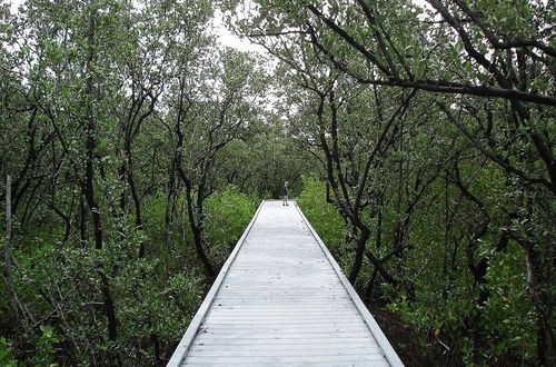 Photo 15 - Tamiami On The Canal