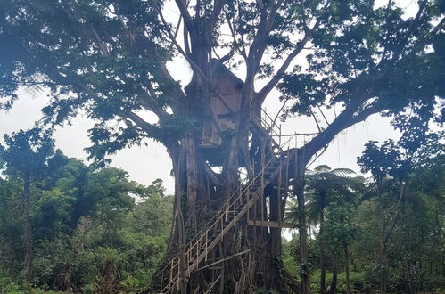 Photo 10 - Glowing Mountain view tree house