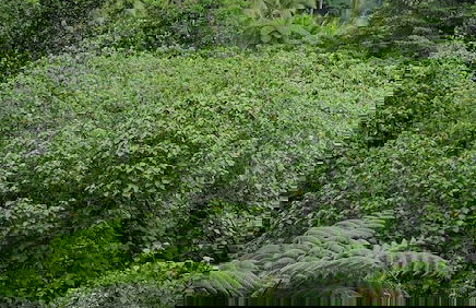 Glowing Mountain view tree house - Photo 16