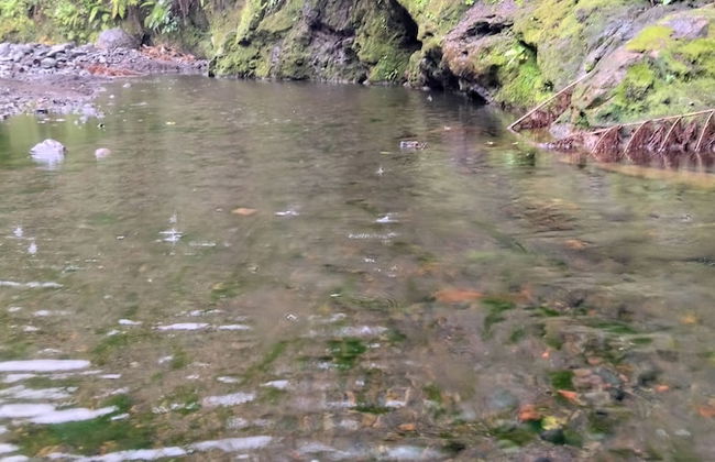 Glowing Mountain view tree house - Photo 53