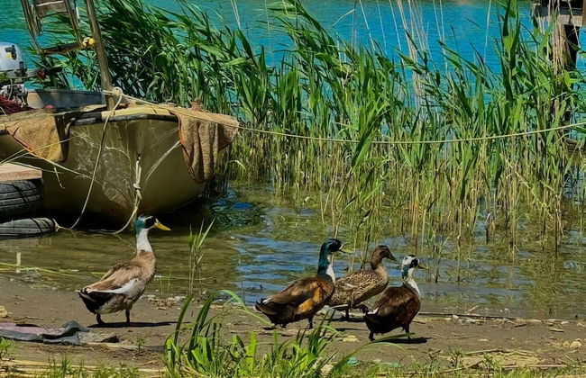 Magdalena House Ada Bojana - Photo 38