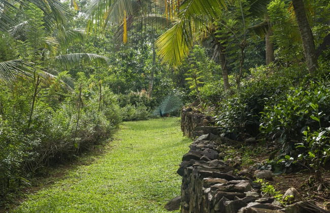 08 Acre Private Tea Estate Close To Galle - Foto 38
